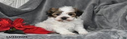 Havapoo dogs for sale: Bridget - Ad 1