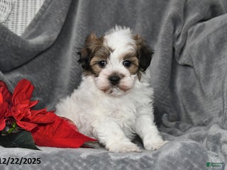 Havapoo dogs Bridget - Ad 13