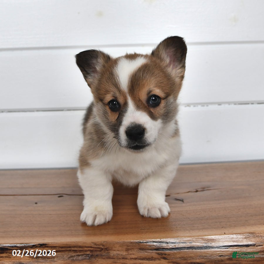 Welsh Corgi Pembroke dogs Graham - Ad 2