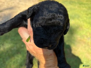 Mixed Breed dogs - Ad 8