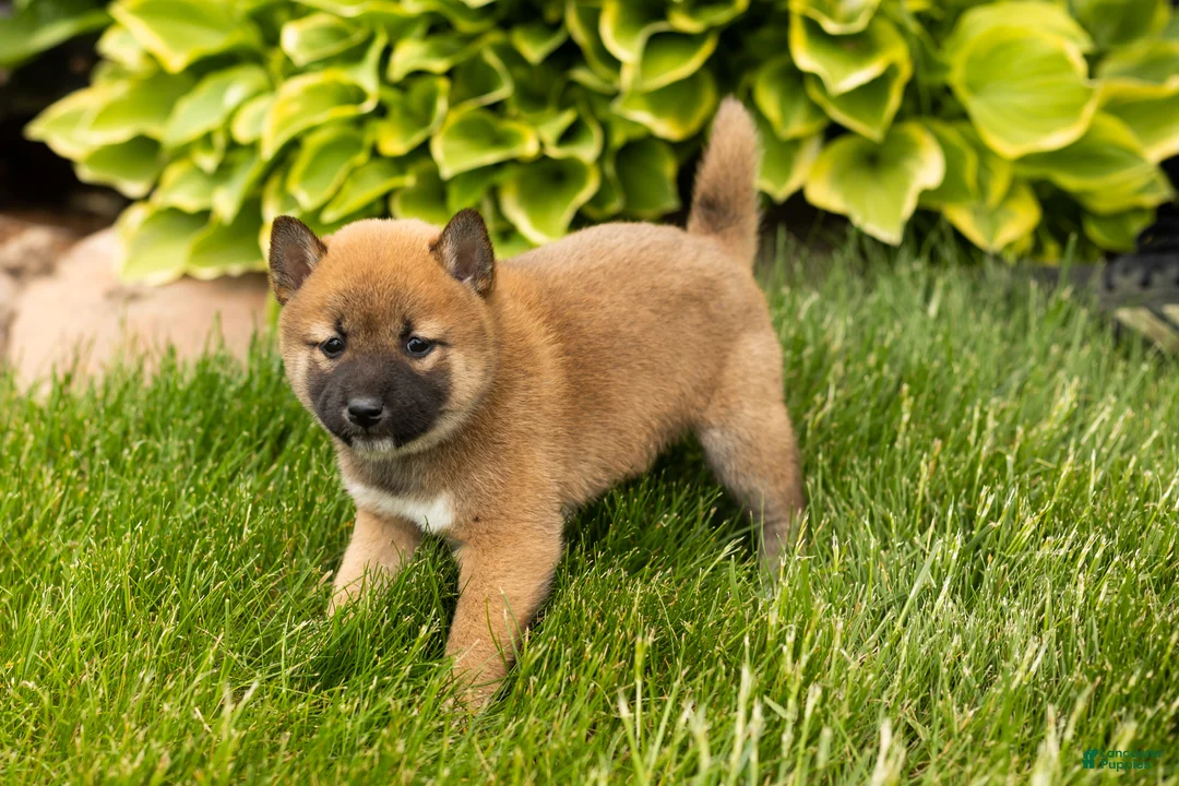 Shiba Inu dogs for sale: Jin  - Ad 1