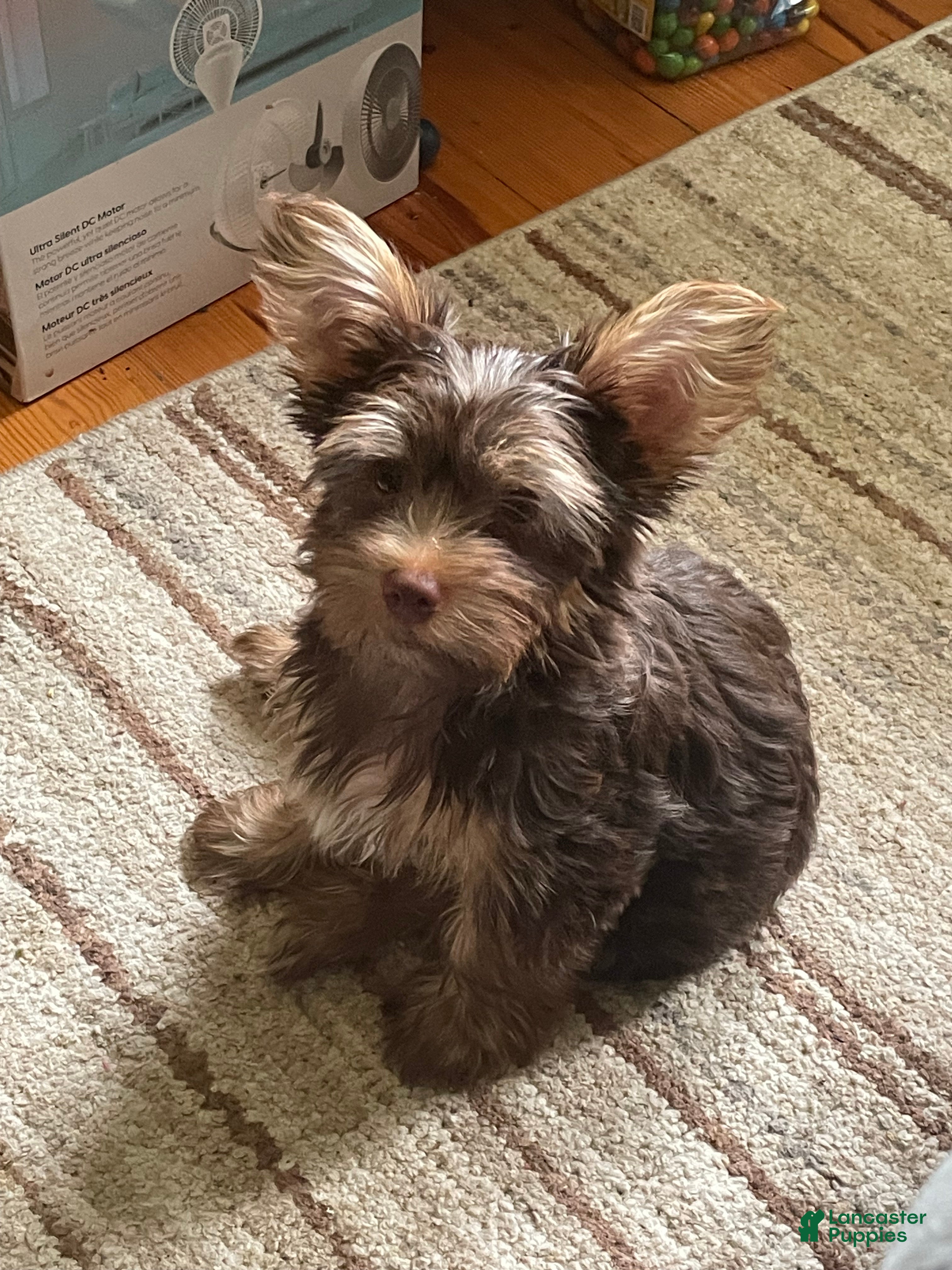 Yorkshire Terrier dogs Willo - Ad 2
