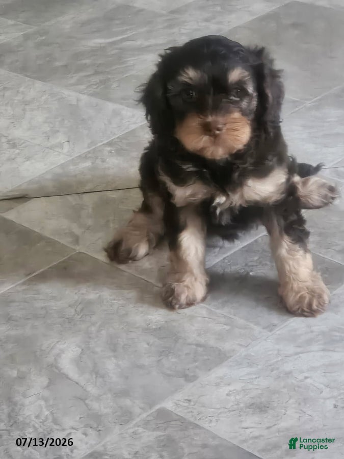 Cavapoo dogs Gloria - Ad 1