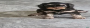 Gloria