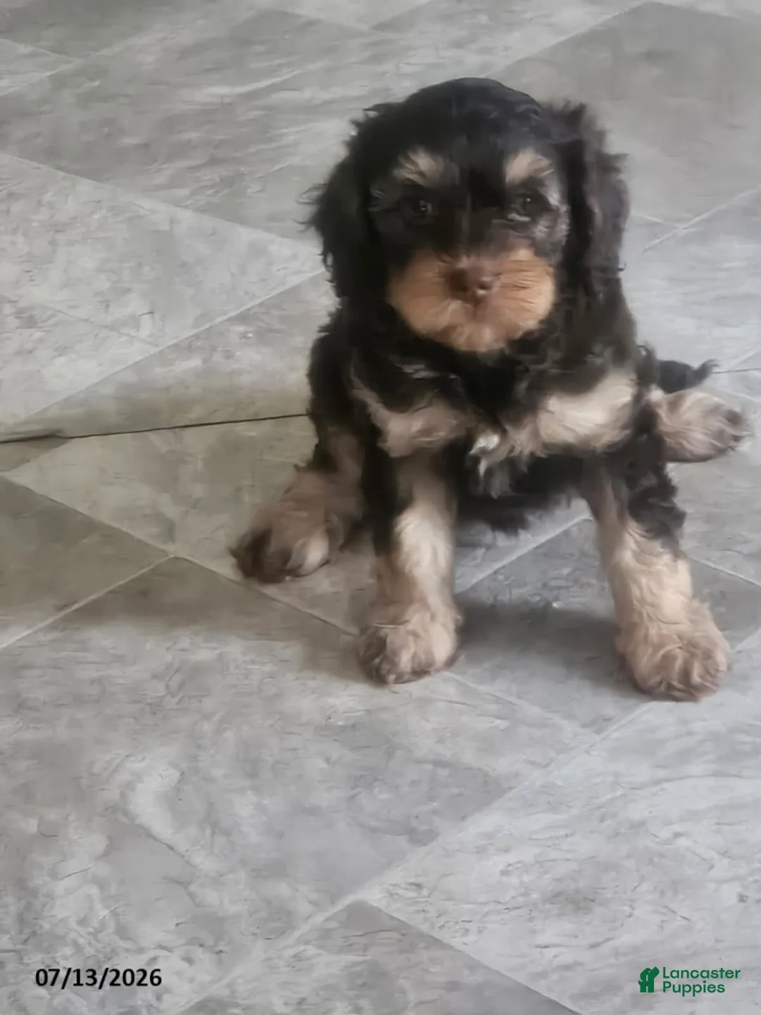 Cavapoo dogs for sale: Gloria - Ad 1