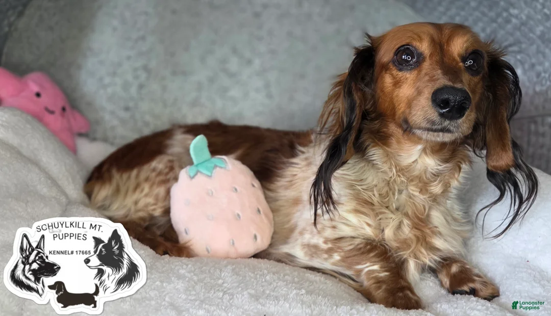 Miniature Dachshund dogs for sale: Marvin - Ad 2