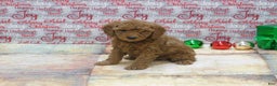 Goldendoodle dogs for sale: Mini Gemma - Ad 7