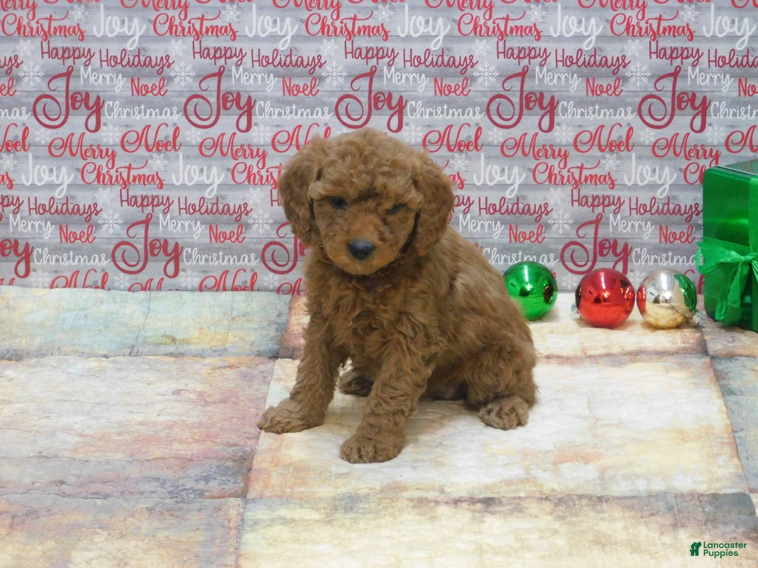Goldendoodle dogs for sale: Mini Gemma - Ad 7