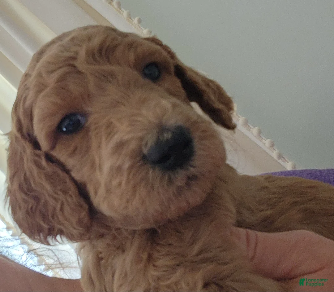 Standard Poodle dogs for sale: Sasha - Ad 2