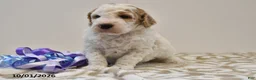 Mini Goldendoodle dogs for sale: Buster - Ad 8