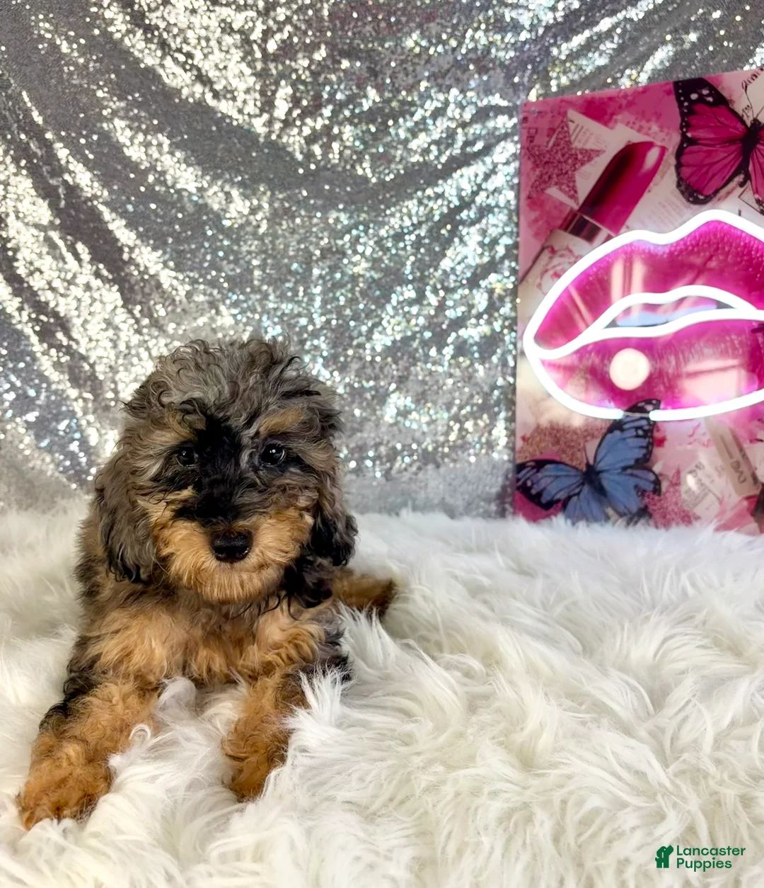 Bernedoodle dogs for sale: Whistles - Ad 2