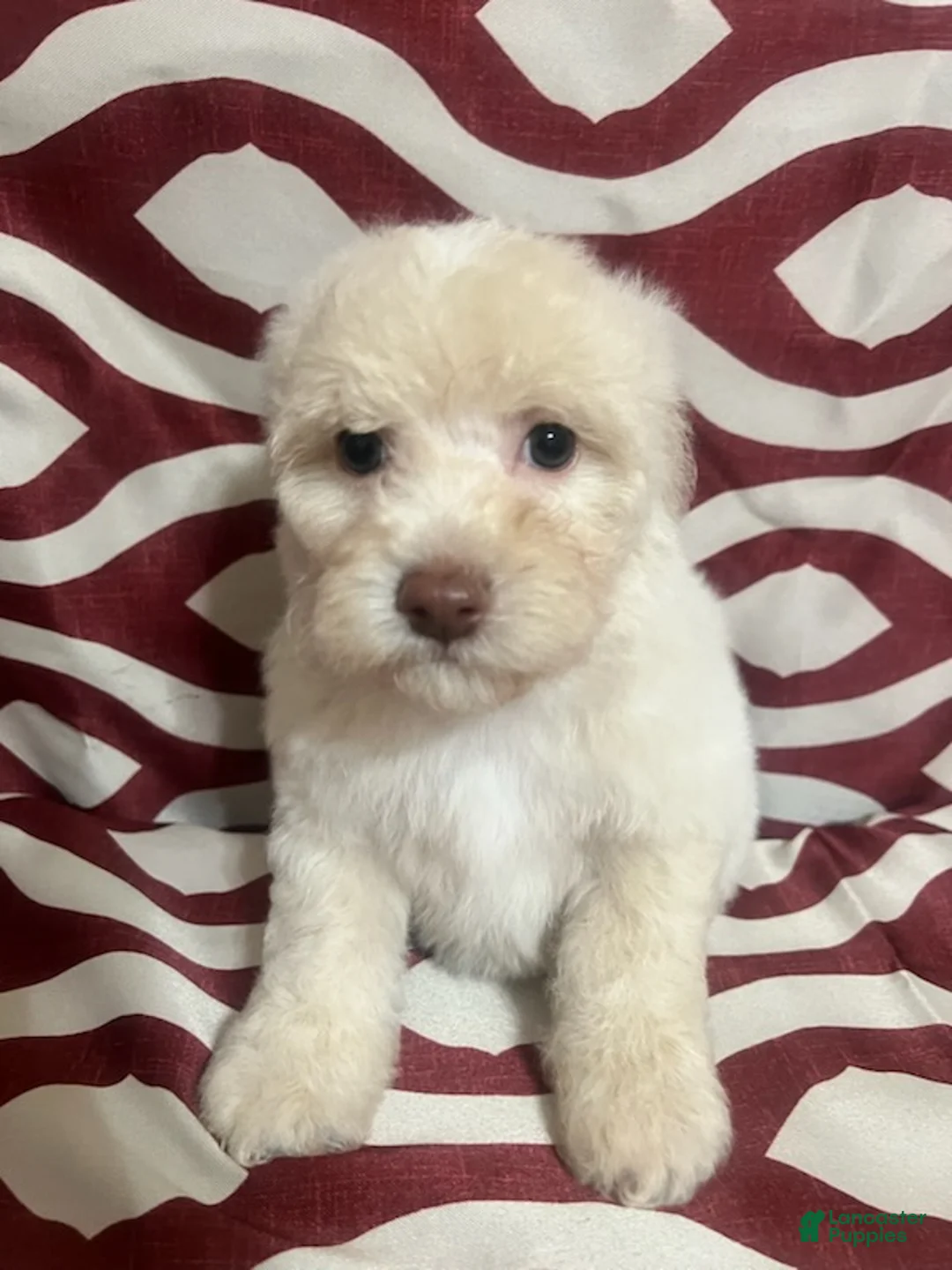 Miniature Poodle dogs for sale: Fire - Ad 2