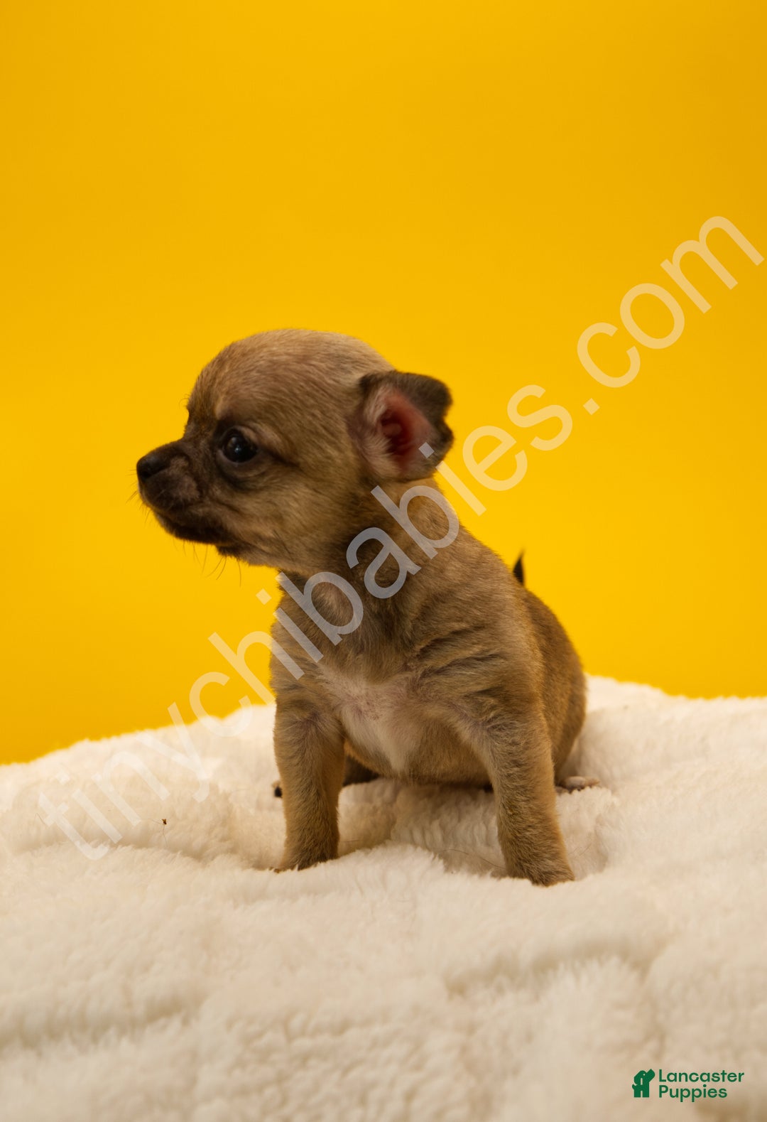 Chihuahua dogs for sale: Lily - Ad 2