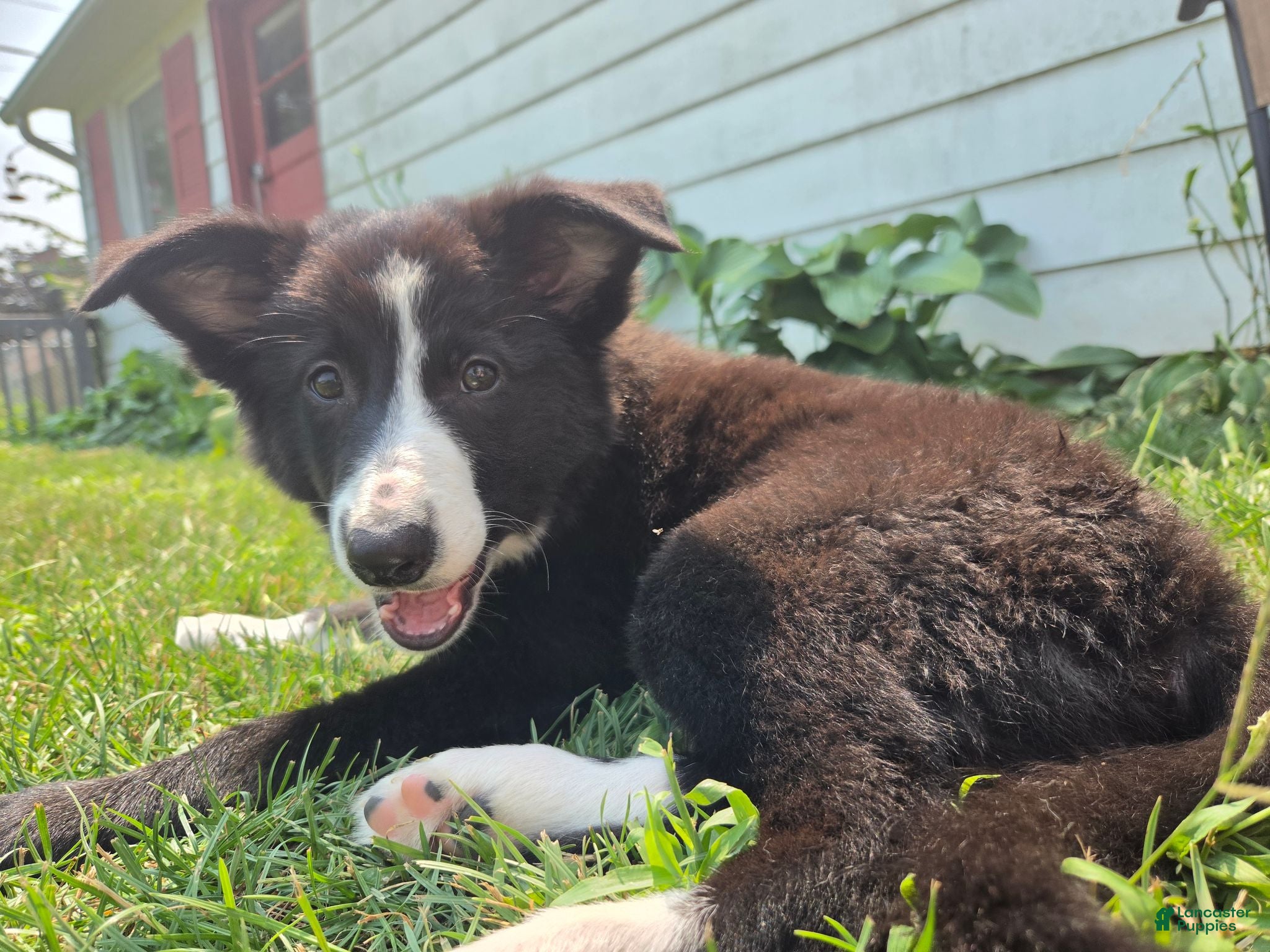 Border Collie dogs Honey - Ad 28