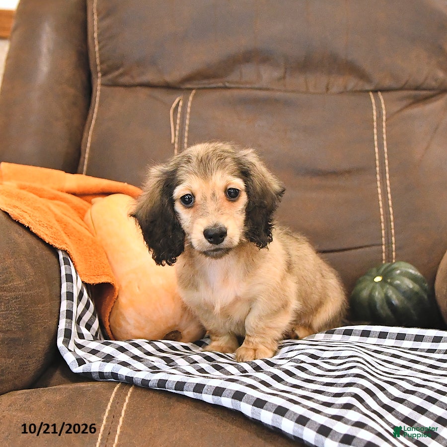 Miniature Dachshund dogs Monty - Ad 2