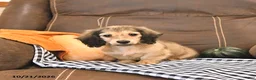 Miniature Dachshund dogs for sale: Monty - Ad 2