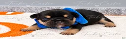 French Bulldog dogs for sale: Blue - Male - Tricolor French Bulldog - Ad 1