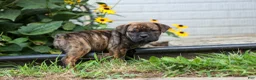 Beabull dogs for sale: Ashton  - Ad 9