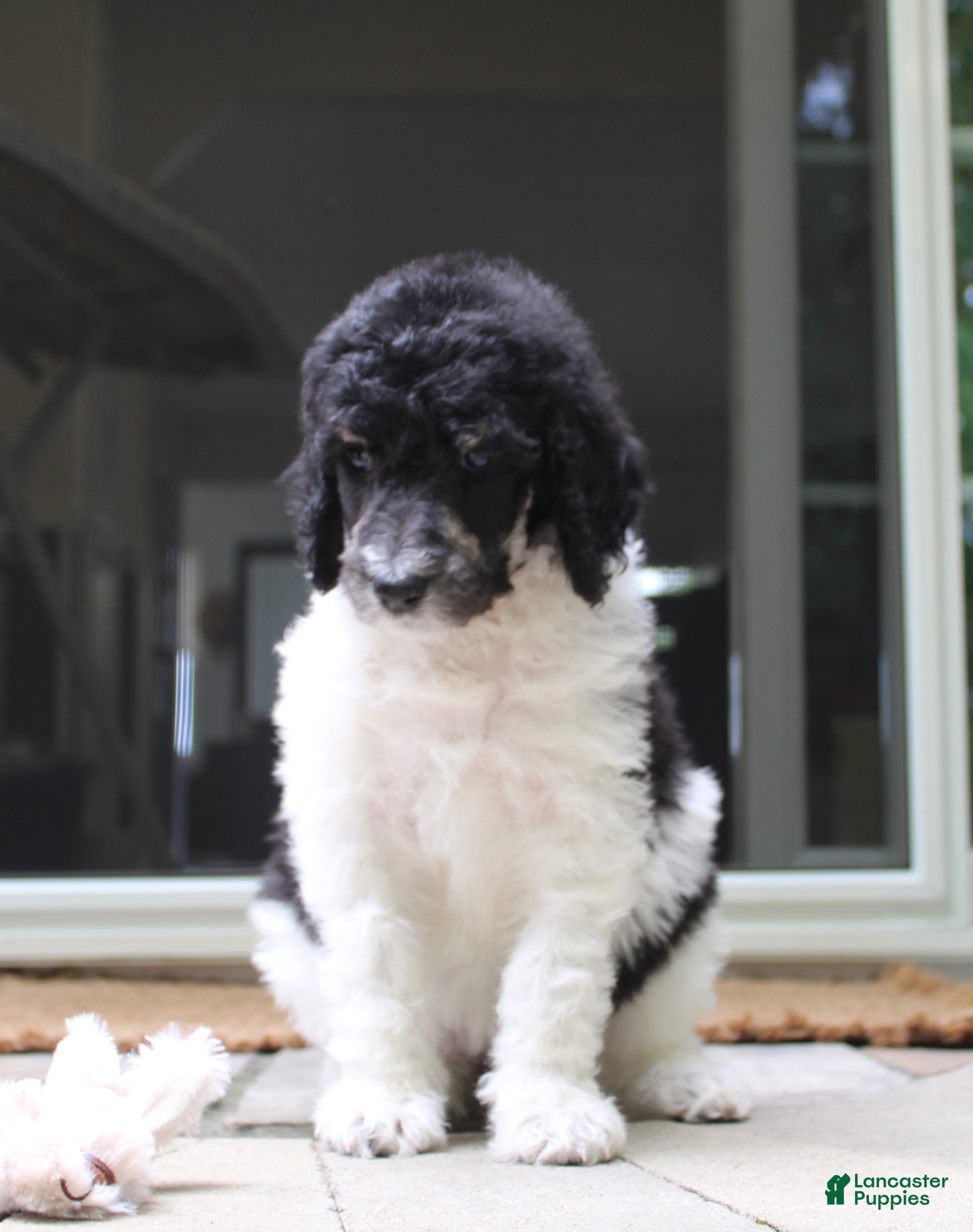 Standard Poodle dogs Sage AKC standard poodle - Ad 2