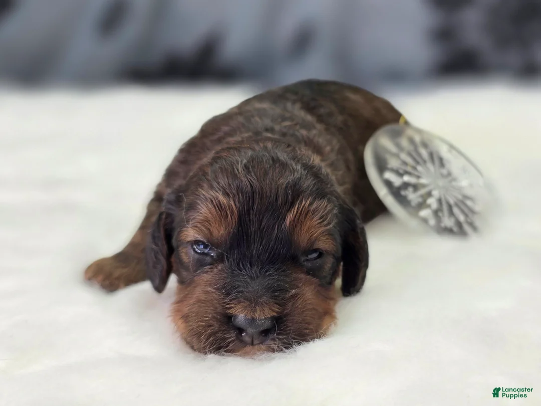 Cockapoo dogs for sale: Nebula - Ad 4