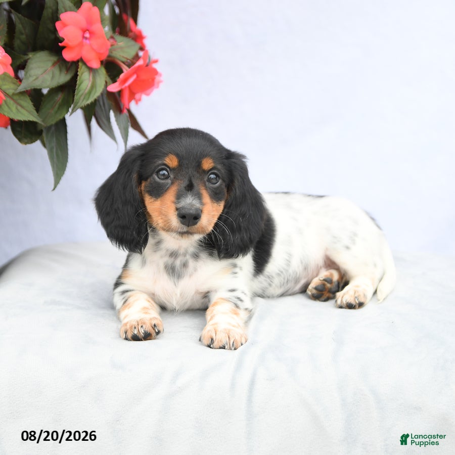 Miniature Dachshund dogs Honey - Ad 2