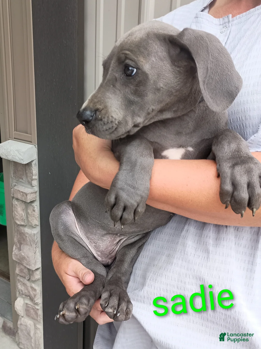 Great Dane dogs for sale: Trevor - Ad 4