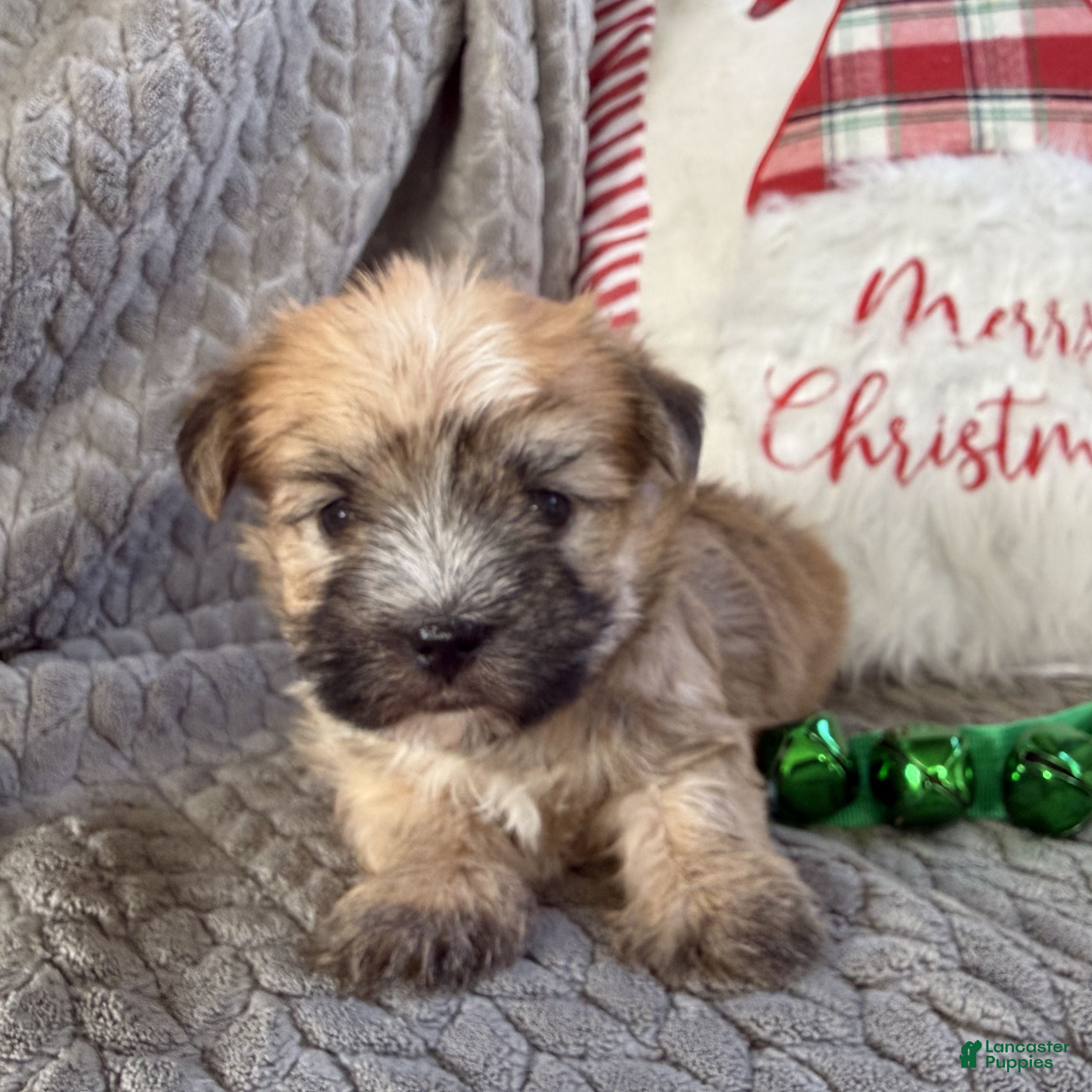 Morkie dogs Coco  - Ad 2