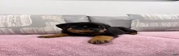 Rottweiler dogs for sale: Rottweiler Puppy 1 - Ad 11