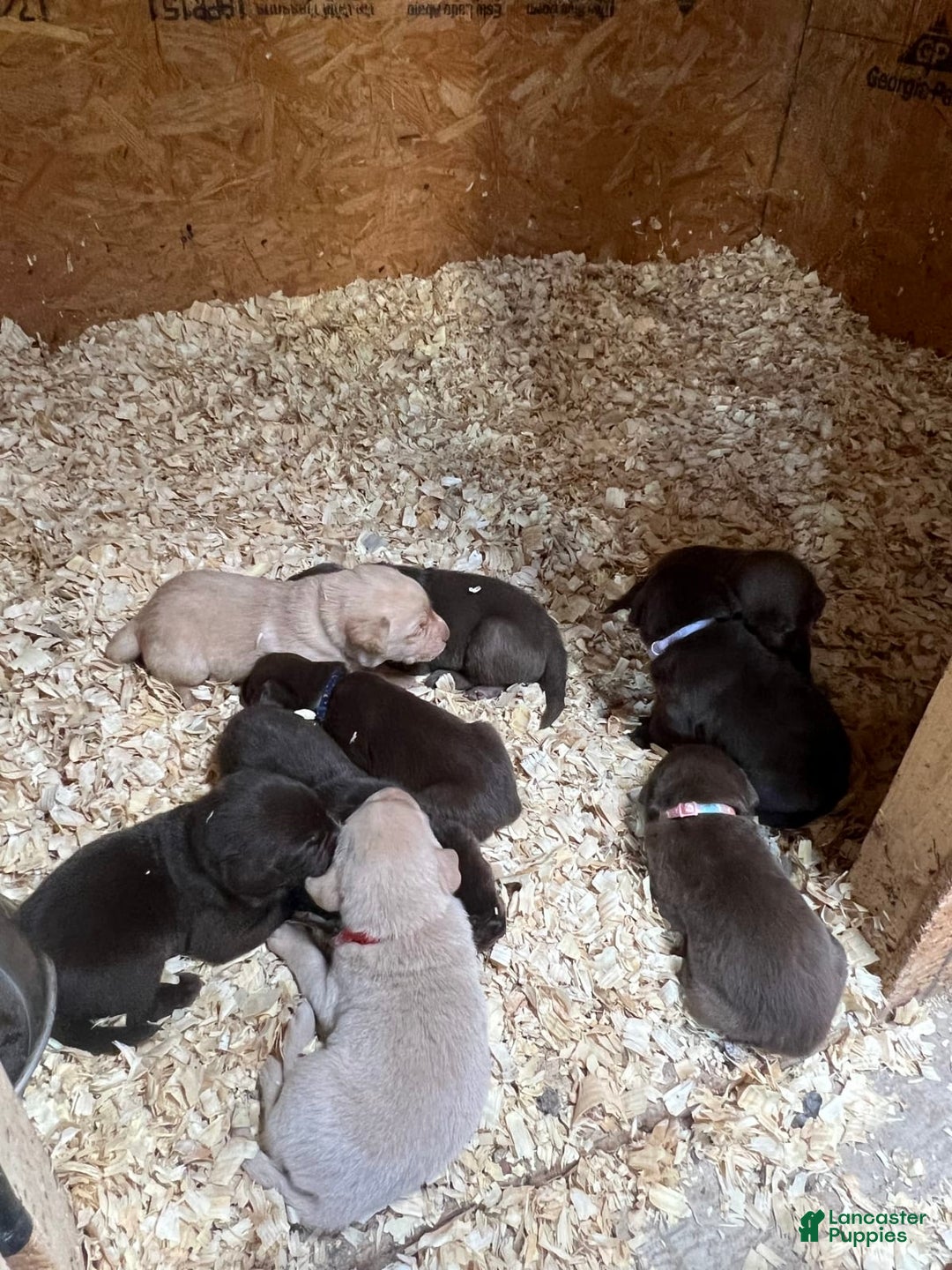 Gallery Image {{count}}