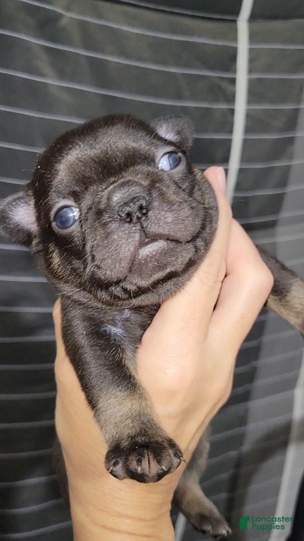 French Bulldog dogs Bruno - Ad 7
