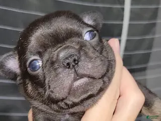 French Bulldog dogs Bruno - Ad 7