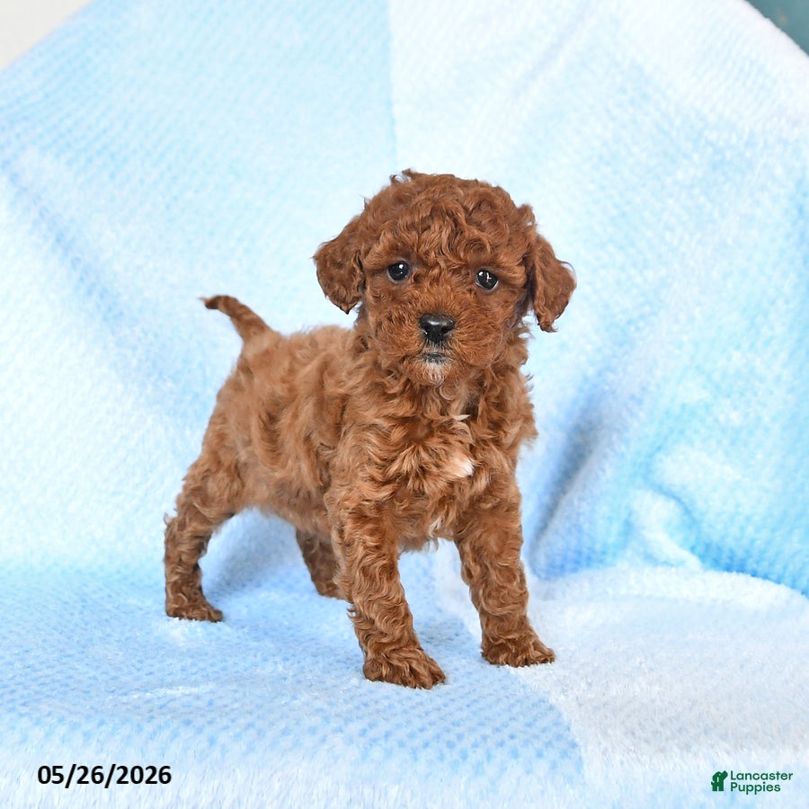 Miniature Poodle dogs Milo - Ad 1