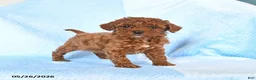 Miniature Poodle dogs for sale: Milo - Ad 1