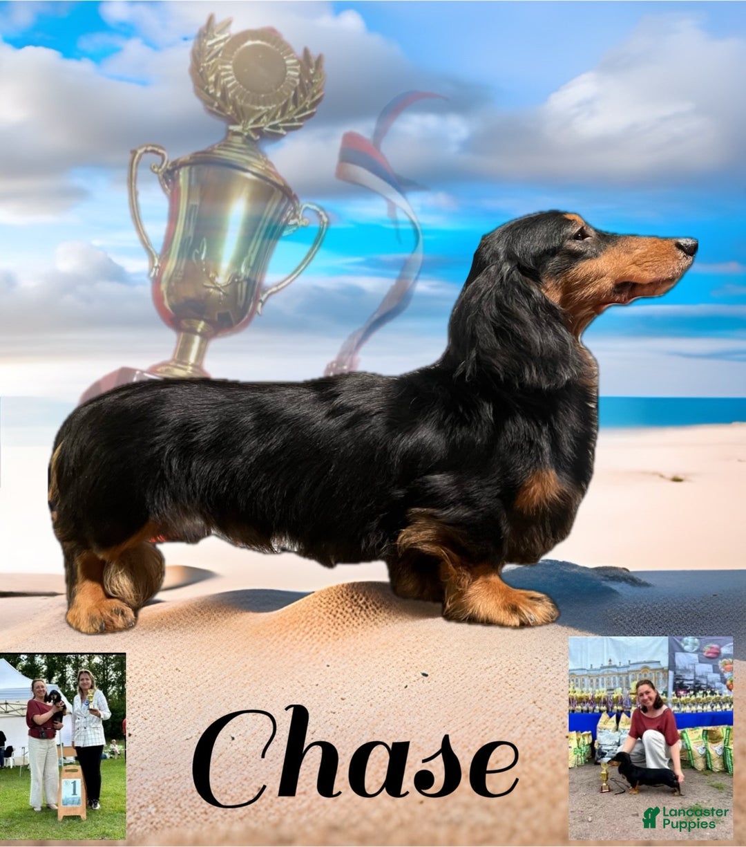 Miniature Dachshund dogs for stud: For stud not sale  - Ad 1