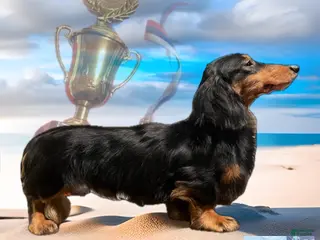 Miniature Dachshund dogs For stud not sale - Ad 2