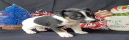 Jack Russell Terrier dogs for sale: "FIRE" of Westfork  - Ad 14