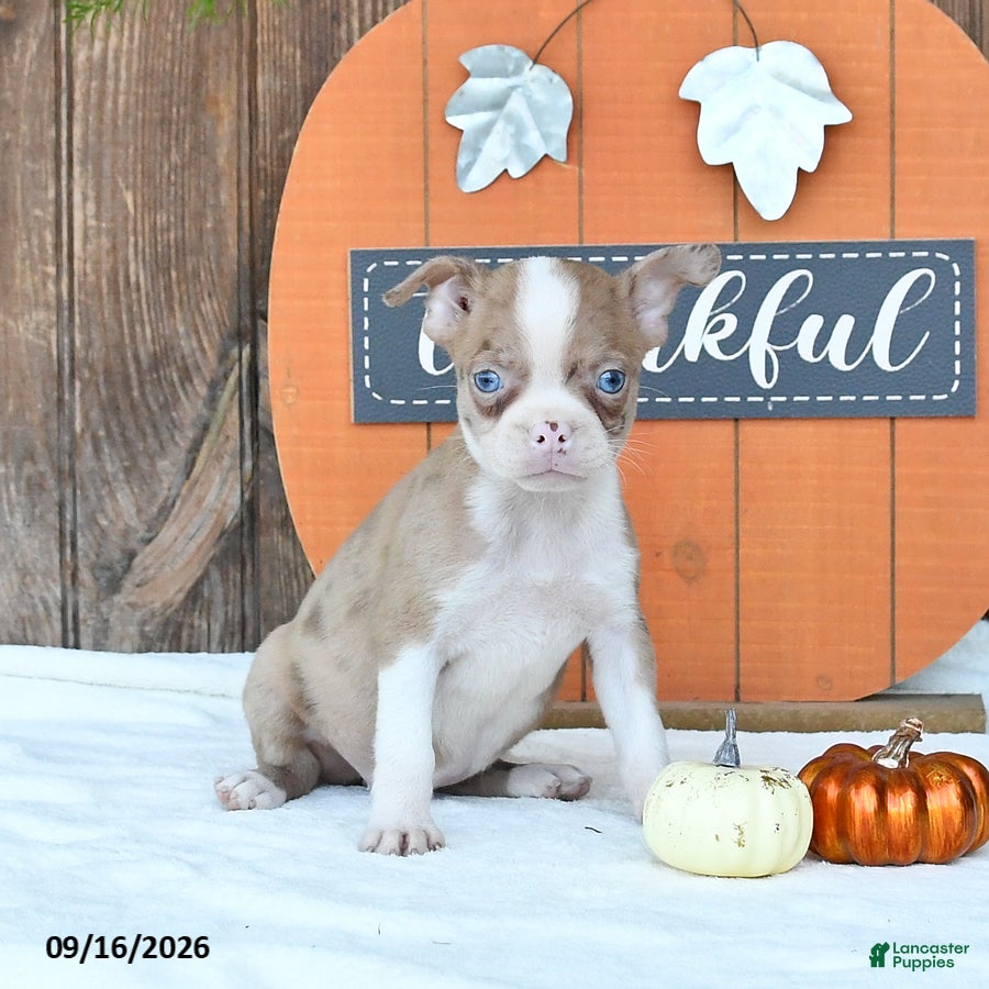 Boston Terrier dogs Kylie - Ad 2