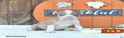 Boston Terrier dogs for sale: Kylie - Ad 2