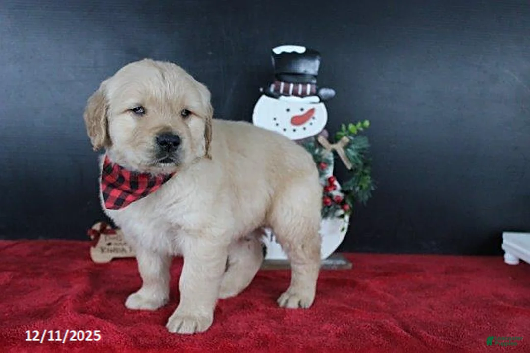 Golden Retriever dogs for sale: Chestnut - Ad 3