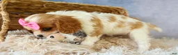 Cavalier King Charles Spaniel dogs for sale:   Nellie🌸 - Ad 6