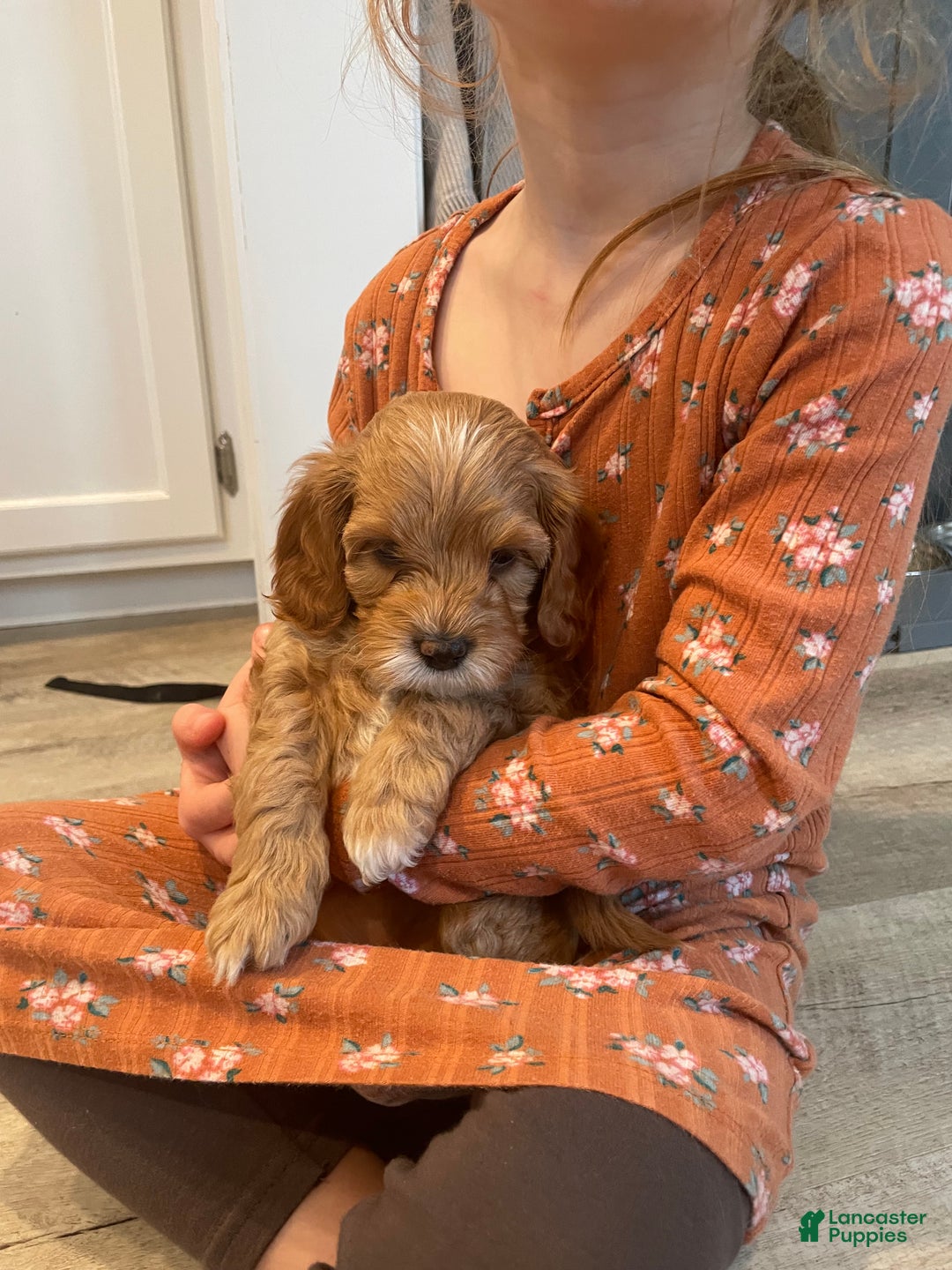 Cavapoo dogs for sale: Ava - Ad 2