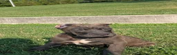 Cane Corso dogs for sale: Ceres - Ad 14