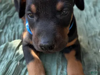 Doberman Pinscher dogs Doberman Pinscher Puppy 4 - Ad 12