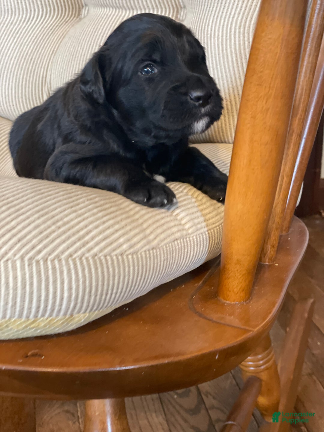 Mixed Breed dogs for sale: Otis - Ad 7