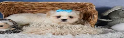 Shih Tzu dogs for sale: GUNNER - Ad 17