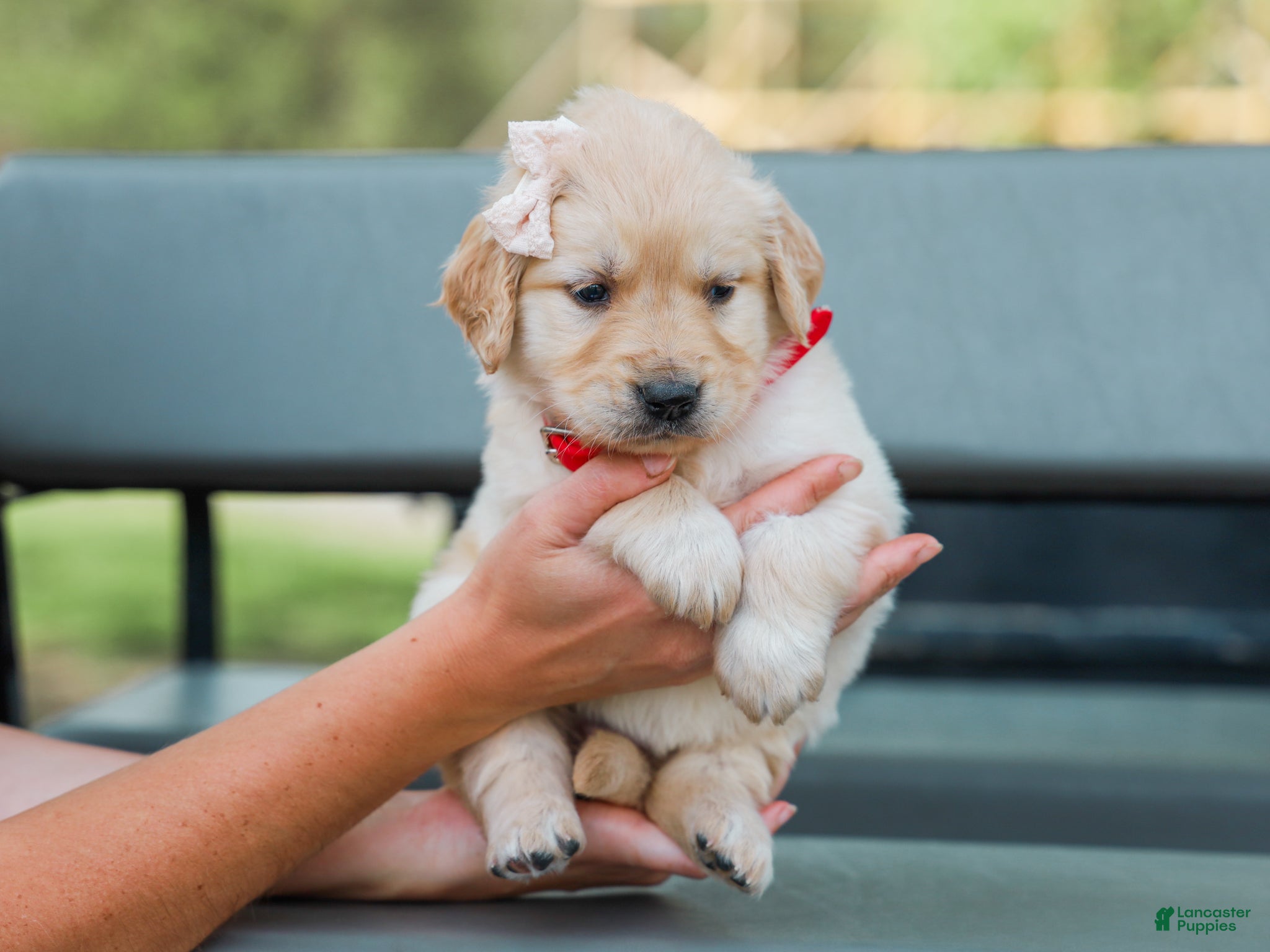 Golden Retriever dogs Arabelle ACA Golden Retriever Pup - Ad 2