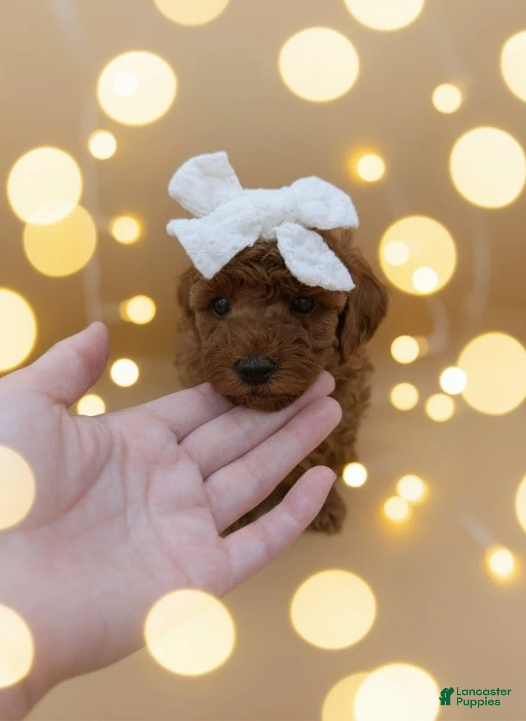 Toy Poodle dogs for sale: Olivia 🤍 - Ad 13