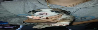 Mixed Breed 2