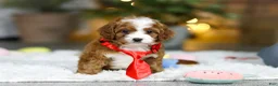 Cavapoo dogs for sale: Sammy - Ad 2