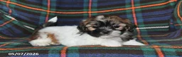 Shih Tzu dogs for sale: Alice - Ad 1